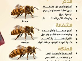 ملکہ مکھی کے بارے میں معلومات
