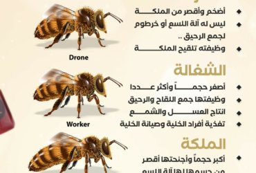 معلومات عن ملكة النحل