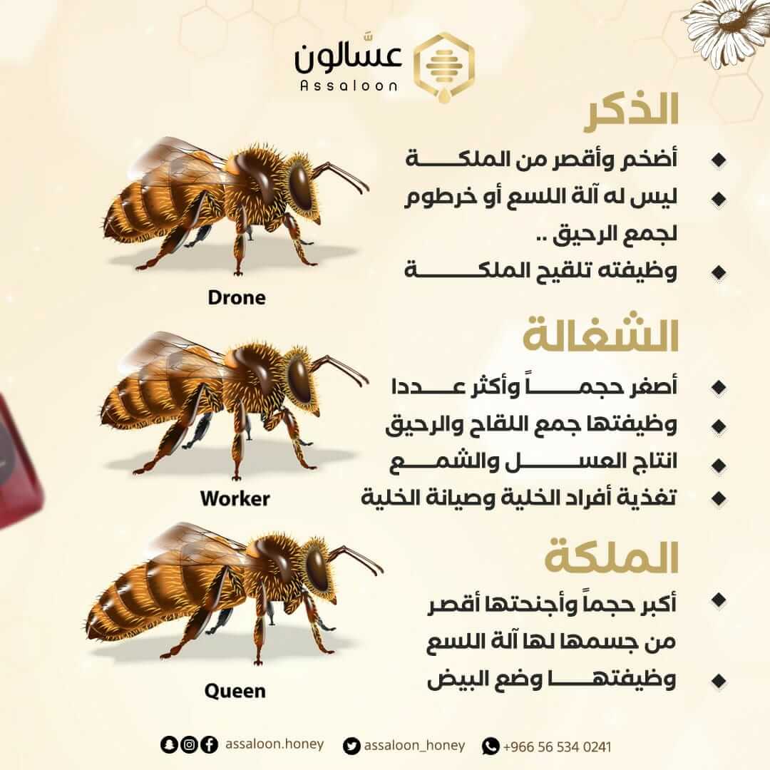 معلومات عن ملكة النحل